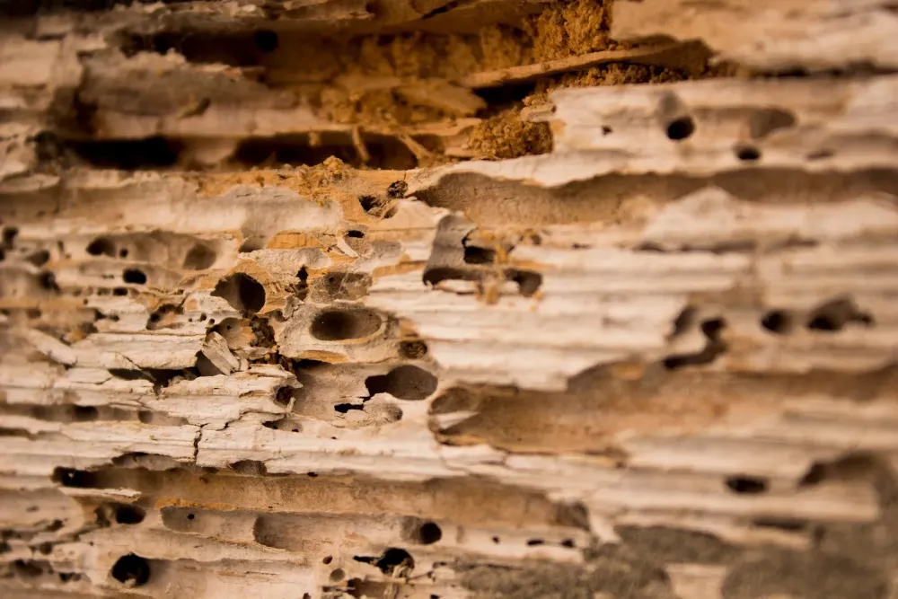 Termite à Belin-Béliet