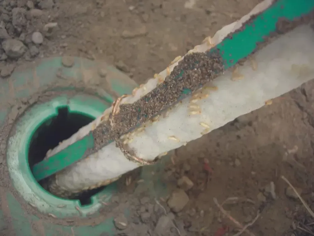 Traitement termites écologique à Belin-Béliet